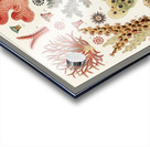 Great Barrier Reef Corals from The Great Barrier Reef of Australia 1893 by William Saville-Kent 1845-1908. Fig 1 : Seriatopora HystrixFig 2 : Stylopora PalmataFig 3 : Pcillpoora DamicornisFig 4 : Oculina FasciculataFig 5 : Echinopora horridaFig 6 :  Acrylic print