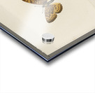 Silver-bordered Fritillary Argynnis Myrina from Moths and butterflies of the United States 1900 by Sherman F. Denton 1856-1937.  Acrylic print