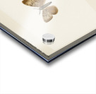 Gypsy Moth - Male Female Ocneria Dispar from Moths and Butterflies of the United States 1900 by Sherman F. Denton 1856-1937.  Acrylic print