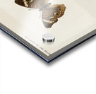 Buckeye Junonia Coenia from Moths and butterflies of the United States 1900 by Sherman F. Denton 1856-1937.  Acrylic print