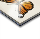 Monarch Butterfly Danais Archippus from Moths and butterflies of the United States 1900 by Sherman F. Denton 1856-1937.  Impression Acrylique