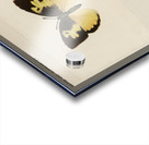 Southern Dogface Meganostoma Caesonia from Moths and butterflies of the United States 1900 by Sherman F. Denton 1856-1937.  Acrylic print