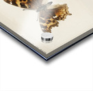 Compton Tortoiseshell Grapta J-Album from Moths and butterflies of the United States 1900 by Sherman F. Denton 1856-1937.  Acrylic print