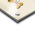 Orange Sulphur Colias Eurytheme from Moths and butterflies of the United States 1900 by Sherman F. Denton 1856-1937.  Acrylic print