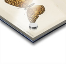 Variegated Fritillary Euptoieta Claudia from Moths and butterflies of the United States 1900 by Sherman F. Denton 1856-1937.  Acrylic print