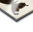 Spicebush Swallowtail Papilio Troilus from Moths and butterflies of the United States 1900 by Sherman F. Denton 1856-1937.  Acrylic print