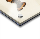 Fire-rim Tortoiseshell Vanessa Milberti from Moths and butterflies of the United States 1900 by Sherman F. Denton 1856-1937.  Acrylic print