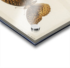 Great Spangled Fritillary Argynnis Cybele from Moths and butterflies of the United States 1900 by Sherman F. Denton 1856-1937.  Acrylic print