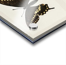 Black Swallowtail Papilio Asterias from Moths and butterflies of the United States 1900 by Sherman F. Denton 1856-1937.  Acrylic print