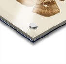 Polyphemus Moth Telea Polyphemus from Moths and Butterflies of the United States 1900 by Sherman F. Denton 1856-1937.  Acrylic print