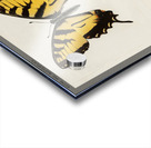 Eastern Tiger Swallowtail Papilio Turnus from Moths and butterflies of the United States 1900 by Sherman F. Denton 1856-1937.  Acrylic print