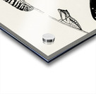 Metamorphosis of Papilio Butterfly from Moths and butterflies of the United States 1900 by Sherman F. Denton 1856-1937.  Acrylic print