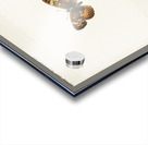 Pearl Crescent Phyciodes Tharos from Moths and butterflies of the United States 1900 by Sherman F. Denton 1856-1937.  Acrylic print