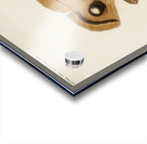 Polyphemus Moth Telea Polyphemus from Moths and Butterflies of the United States 1900 by Sherman F. Denton 1856-1937.  Acrylic print