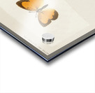 Sleepy Orange Terias Nicippe from Moths and butterflies of the United States 1900 by Sherman F. Denton 1856-1937.  Acrylic print