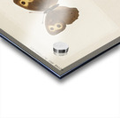 Wood-nymph Satyrus Alope from Moths and butterflies of the United States 1900 by Sherman F. Denton 1856-1937.  Acrylic print