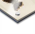 Mourning Cloak Vanessa Antiopa from Moths and butterflies of the United States 1900 by Sherman F. Denton 1856-1937.  Acrylic print