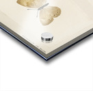 Eyed Brown Butterfly Neonympha Canthus from Moths and Butterflies of the United States 1900 by Sherman F. Denton 1856-1937.  Acrylic print