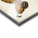 Regal Fritillary Argynnis Idalia from Moths and butterflies of the United States 1900 by Sherman F. Denton 1856-1937.  Acrylic print