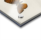 Atlantis Fritillary Argynnis Atlantis from Moths and butterflies of the United States 1900 by Sherman F. Denton 1856-1937.  Acrylic print