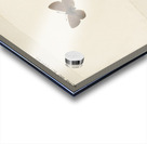 Giant Swallowtail Papilio Cresphontes from Moths and butterflies of the United States 1900 by Sherman F. Denton 1856-1937.  Acrylic print