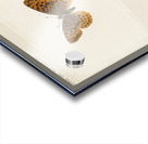 Meadow Fritillary Argynnis Bellona from Moths and butterflies of the United States 1900 by Sherman F. Denton 1856-1937.  Acrylic print