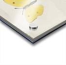 Cloudless Sulphur Callidryas Eubule from Moths and butterflies of the United States 1900 by Sherman F. Denton 1856-1937.  Acrylic print