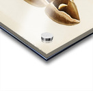 Ailanthus Silkmoth Attacus Cynthia from Moths and Butterflies of the United States 1900 by Sherman F. Denton 1856-1937.  Acrylic print