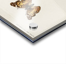 Pyrameis Huntera Brazilian painted lady from Moths and butterflies of the United States 1900 by Sherman F. Denton 1856-1937.  Acrylic print