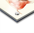 The Muscular System of the Horse Amedeo John Engel Terzi Italian 1872-1956 Acrylic print