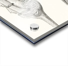 decorative motifs on weapons. 1888 edition Lornement Polychrome by Albert Racine 1825–1893. Acrylic print