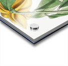 Laurel-leaved custard apple from Edwards Botanical Register 1829-1847  by Sydenham Edwards John Lindley and James Ridgway. Acrylic print