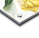 De Candolles talaum tree from Edwards Botanical Register 1829-1847  by Sydenham Edwards John Lindley and James Ridgway. Acrylic print