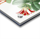 The north-west honeysuckle from Edwards Botanical Register 1829-1847  by Sydenham Edwards John Lindley and James Ridgway. Acrylic print