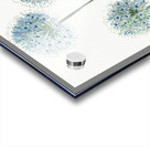 Blue leek from Edwards Botanical Register 1829-1847  by Sydenham Edwards John Lindley and James Ridgway. Acrylic print