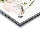 atiny calochortus from Edwards Botanical Register 1829-1847  by Sydenham Edwards John Lindley and James Ridgway. Acrylic print