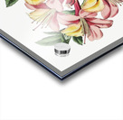 Changeable pontic azalea from Edwards Botanical Register 1829-1847  by Sydenham Edwards John Lindley and James Ridgway. Acrylic print