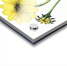 Trumpet stalked sunflower from Edwards Botanical Register 1829-1847  by Sydenham Edwards John Lindley and James Ridgway. Acrylic print