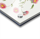 Captain Mangles rhodanthe from Edwards Botanical Register 1829-1847  by Sydenham Edwards John Lindley and James Ridgway. Acrylic print