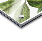 Large-leaved tristania from Edwards Botanical Register 1829-1847  by Sydenham Edwards John Lindley and James Ridgway. Acrylic print