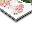 Starry osbeckia from Edwards Botanical Register 1829-1847  by Sydenham Edwards John Lindley and James Ridgway. Acrylic print