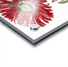 Red-Edged Fig Marigold from Edwards Botanical Register 1829-1847  by Sydenham Edwards John Lindley and James Ridgway. Acrylic print