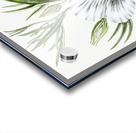 Lilac hibiscus from Edwards Botanical Register 1829-1847  by Sydenham Edwards John Lindley and James Ridgway. Acrylic print