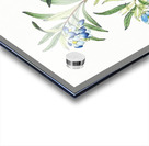 Narrow leaved sollya from Edwards Botanical Register 1829-1847  by Sydenham Edwards John Lindley and James Ridgway. Acrylic print