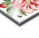 Donckelaers japan camelia from Edwards Botanical Register 1829-1847  by Sydenham Edwards John Lindley and James Ridgway. Acrylic print