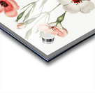 Dark-eyed viscaria from Edwards Botanical Register 1829-1847  by Sydenham Edwards John Lindley and James Ridgway. Acrylic print