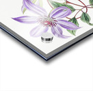 Violet clematis flower from Edwards Botanical Register 1829-1847  by Sydenham Edwards John Lindley and James Ridgway. Acrylic print