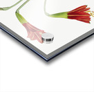 Habranthus phycelloides from Edwards Botanical Register 1829-1847  by Sydenham Edwards John Lindley and James Ridgway. Acrylic print