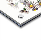 Lilac senecio from Edwards Botanical Register 1829-1847  by Sydenham Edwards John Lindley and James Ridgway. Acrylic print