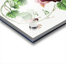 Twinning red-cloak from Edwards Botanical Register 1829-1847  by Sydenham Edwards John Lindley and James Ridgway. Acrylic print